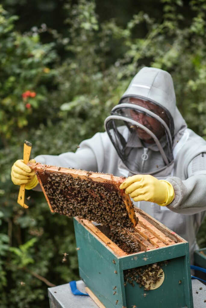 pexels-photo-5247966-5247966 Concentrated male beekeeper in protective gloves and uniform holding honeycomb with bees while collecting honey in countryside yard